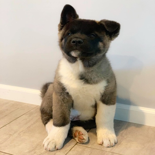 Akita Puppies for Sale