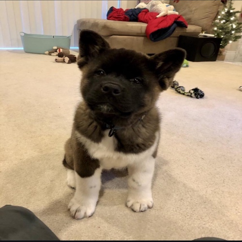 Akita Puppies for Sale