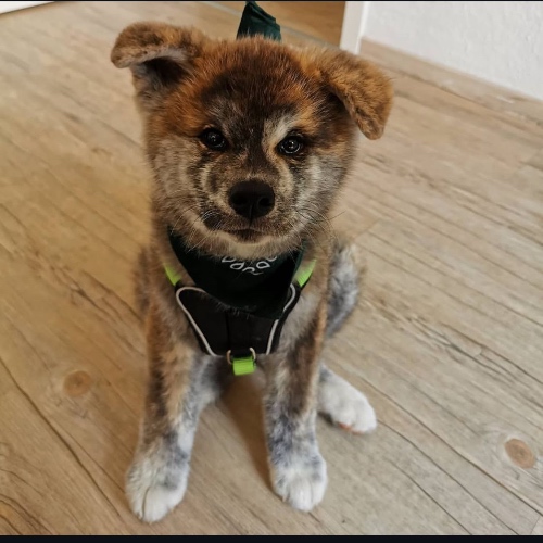 Akita Puppies for Sale
