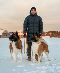 Akita Puppy Sale