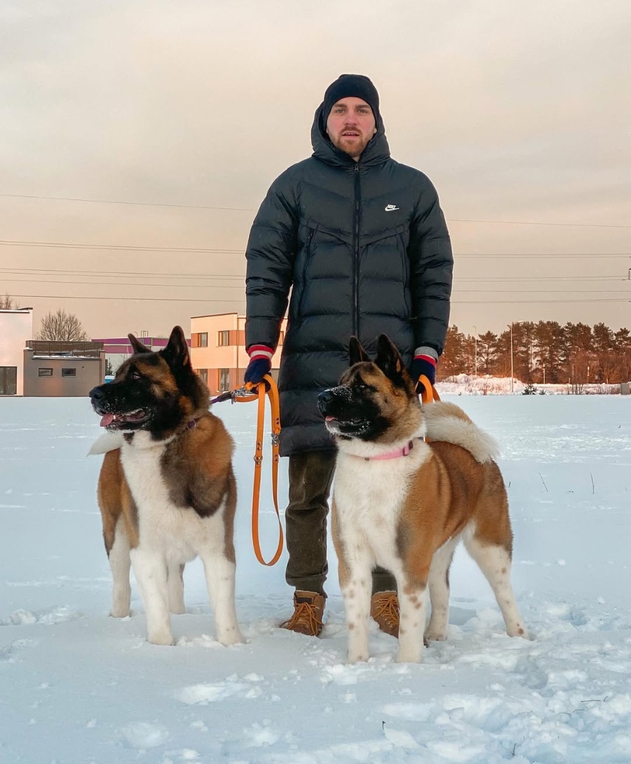 Akita Puppies for Sale 