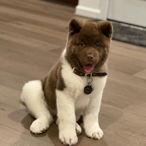 Akita Puppies for Sale