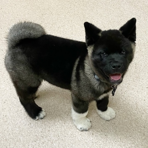 Akita for Sale