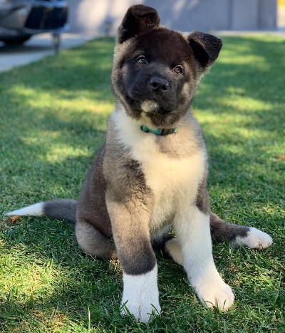 Akita Puppies for Sale