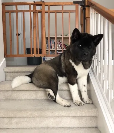 Akita Puppies for Sale