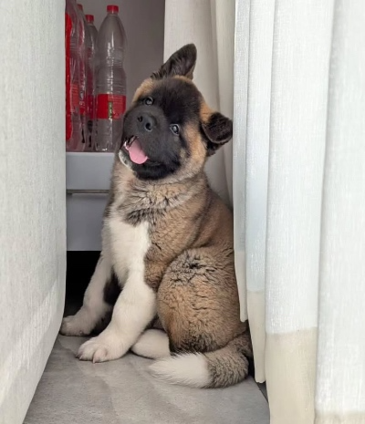 Akita Puppies for Sale