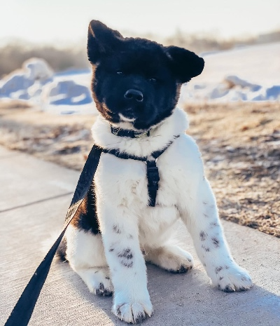 Akita Puppies for Sale
