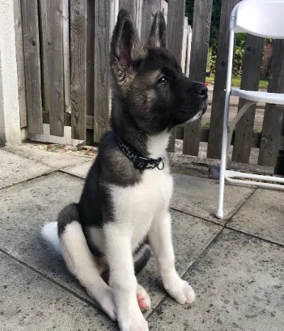 Akita Puppies for Sale