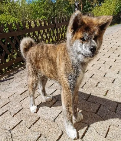 Akita Puppies for Sale