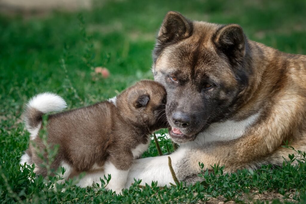 Akita puppies for Sale