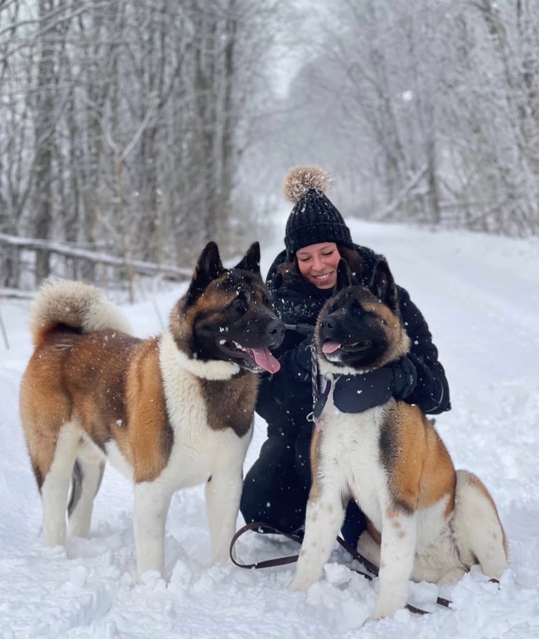Akita Puppy `breeders